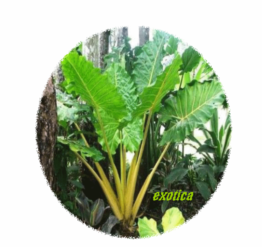 plante tropicale