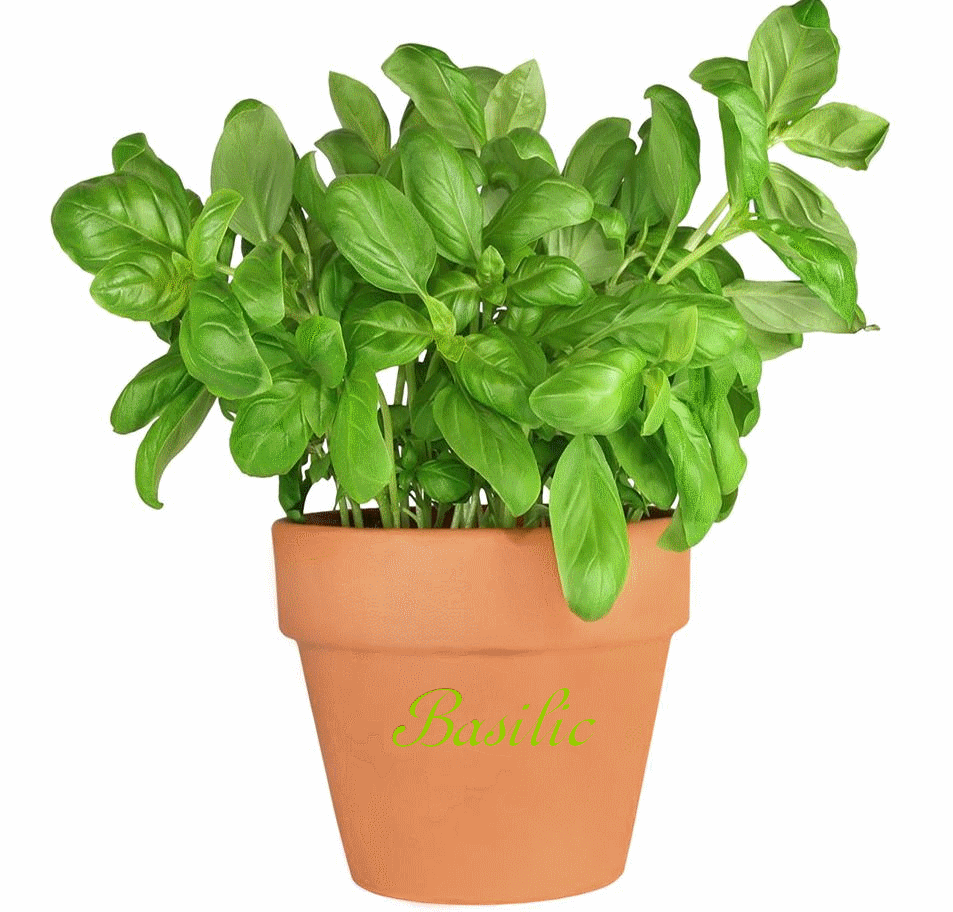 Basilic basilic